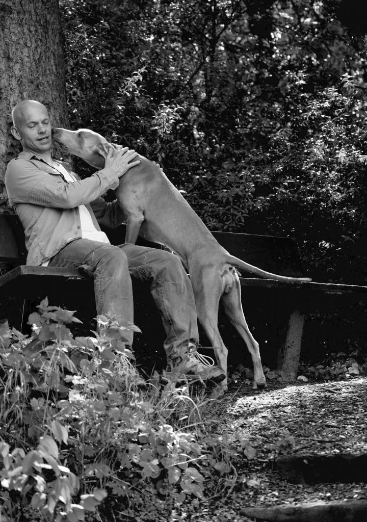 The Weimaraner, featured in this breed profile, showing it's trademark loyalty.