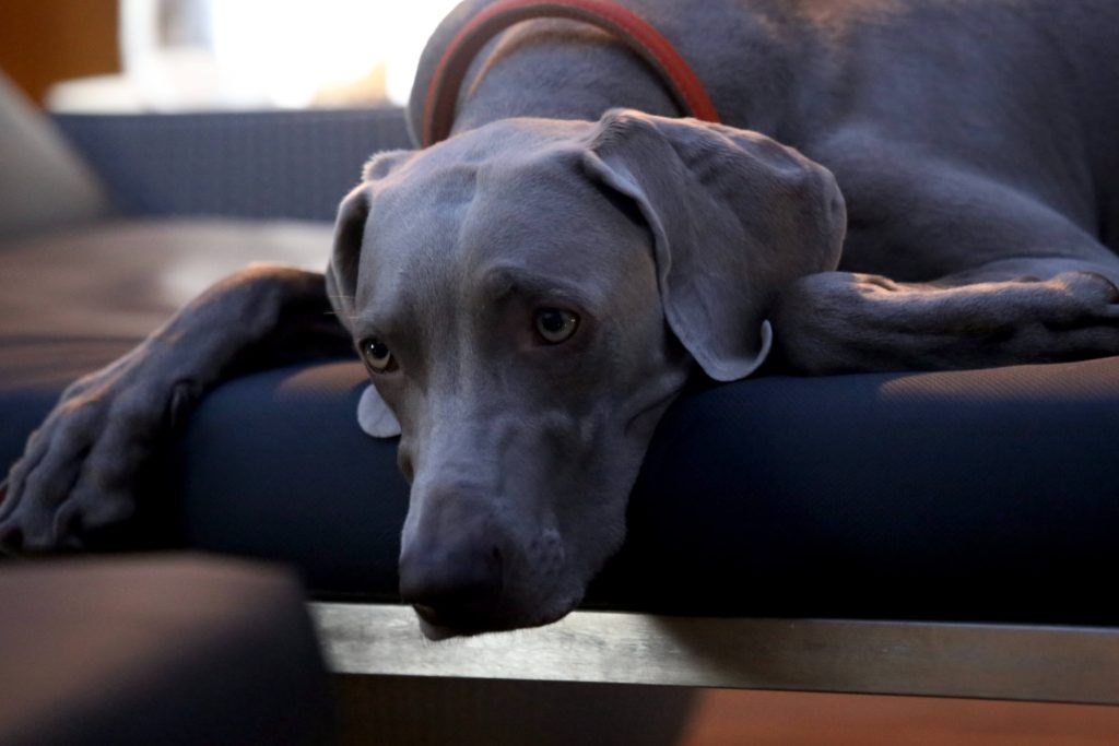 A Weim, looking sad at the idea of being unpopular.