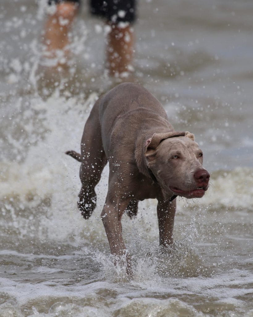 A Weim, enjoying time with it's owner at the beach.
