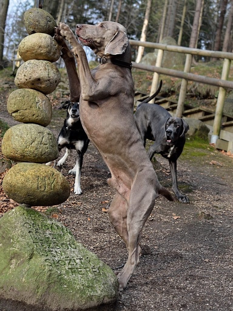 A clever Weimaraner engaging in some landscape design.