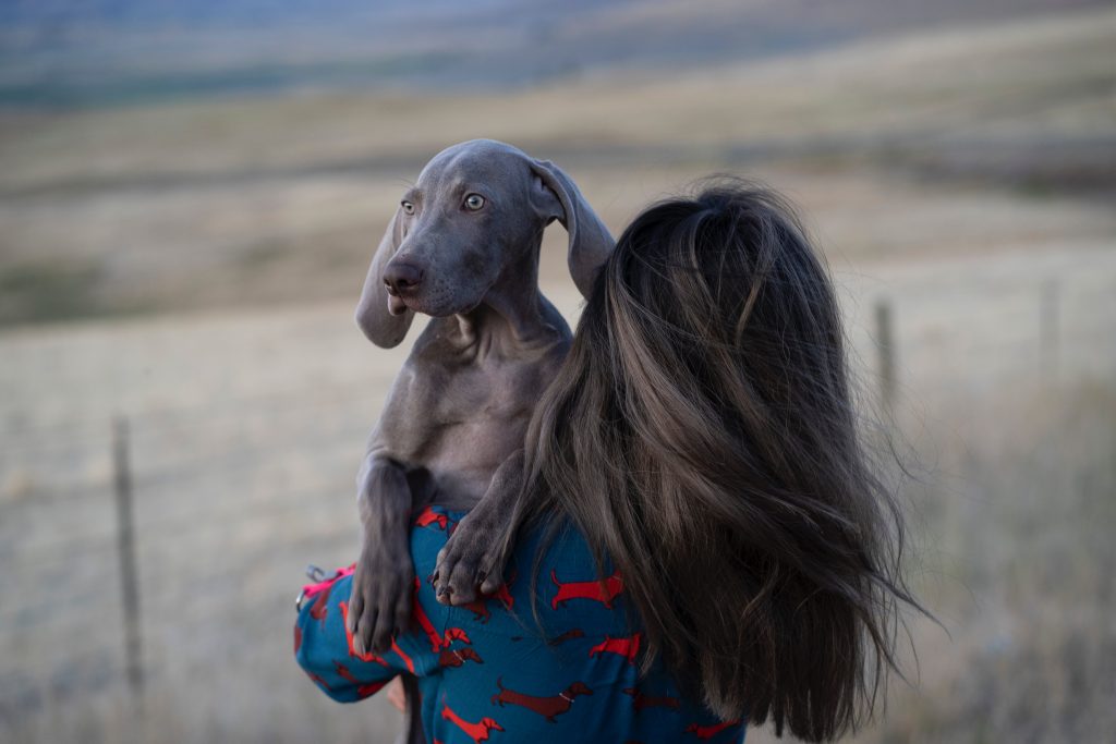 weimaraner outdoors