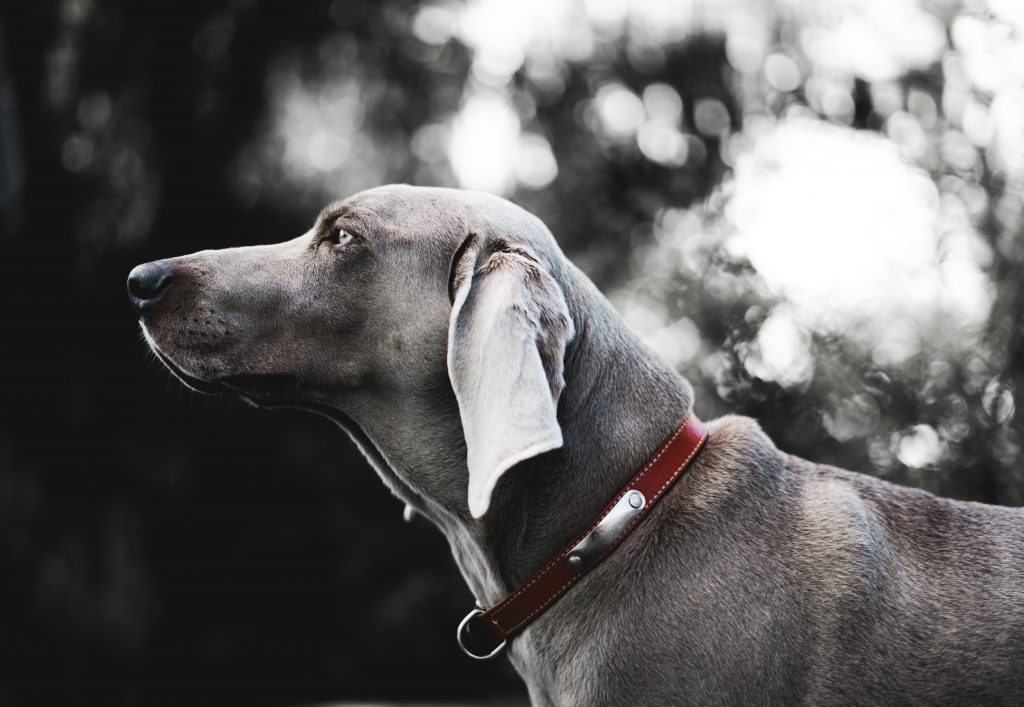 weimaraner dog